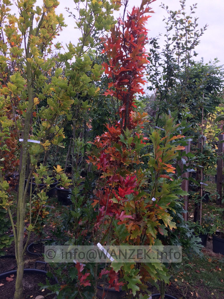Quercus palustris Green Pillar 005 - 2m Herbst.JPG